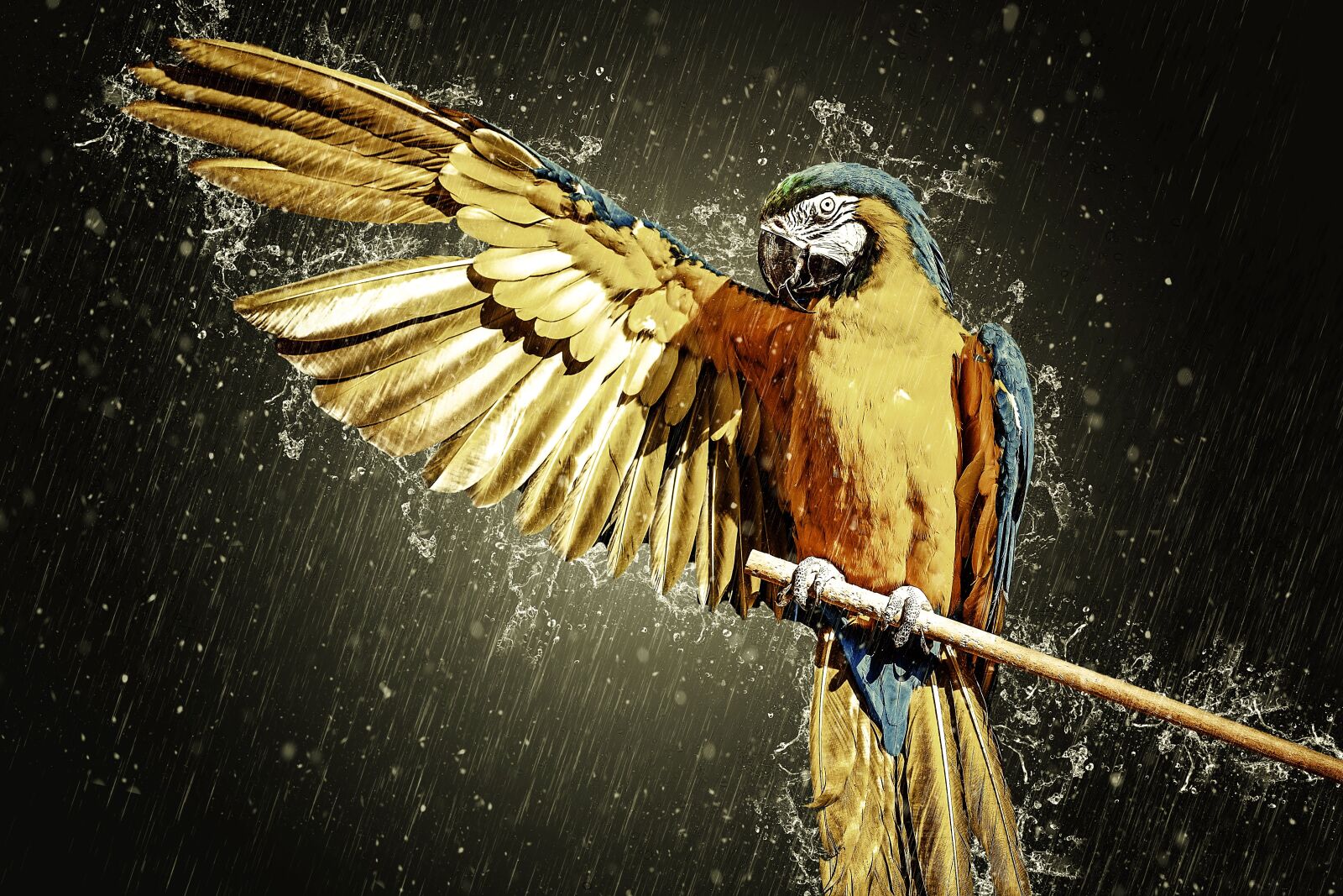 Fujifilm XF 55-200mm F3.5-4.8 R LM OIS sample photo. Ara, parrot, yellow macaw photography