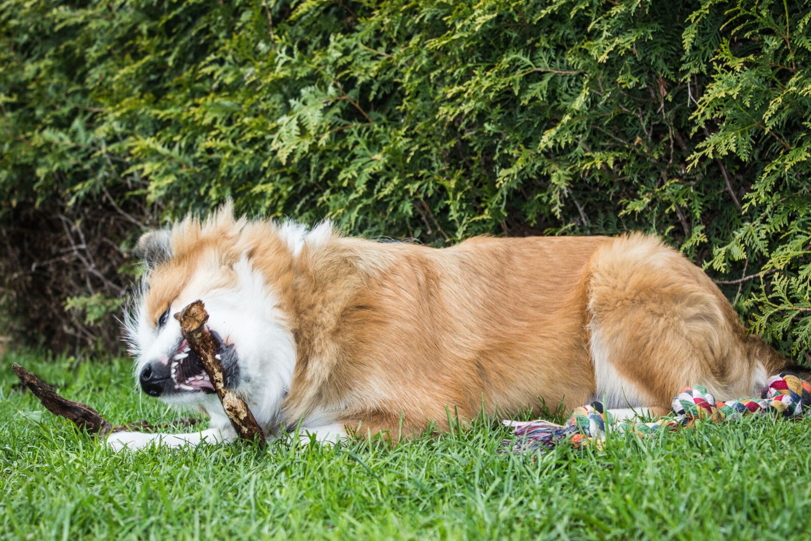 Canon EOS 600D (Rebel EOS T3i / EOS Kiss X5) sample photo. Dog, plays, action photography