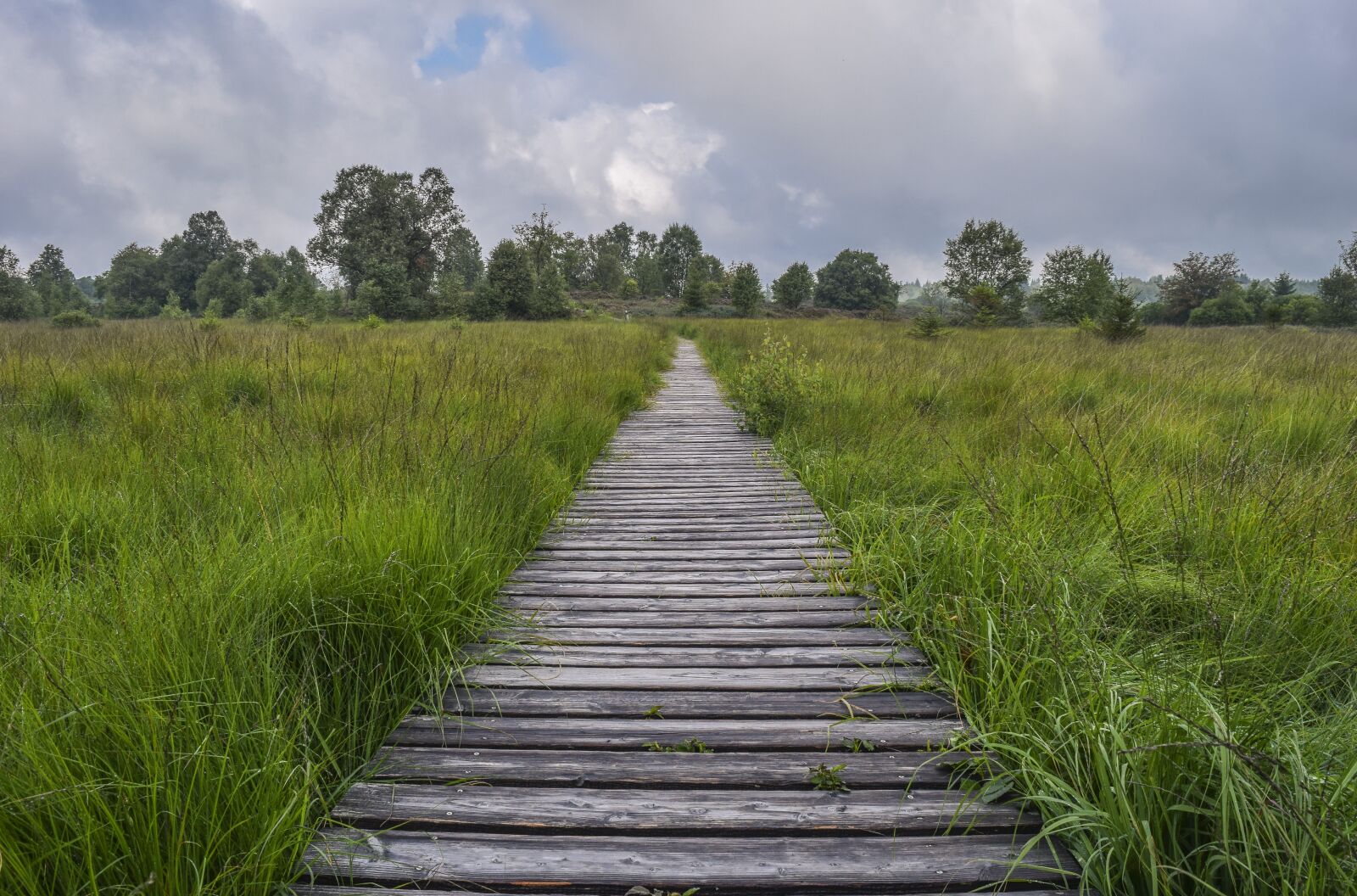 Nikon D3300 sample photo. Nature, landscape, moor photography