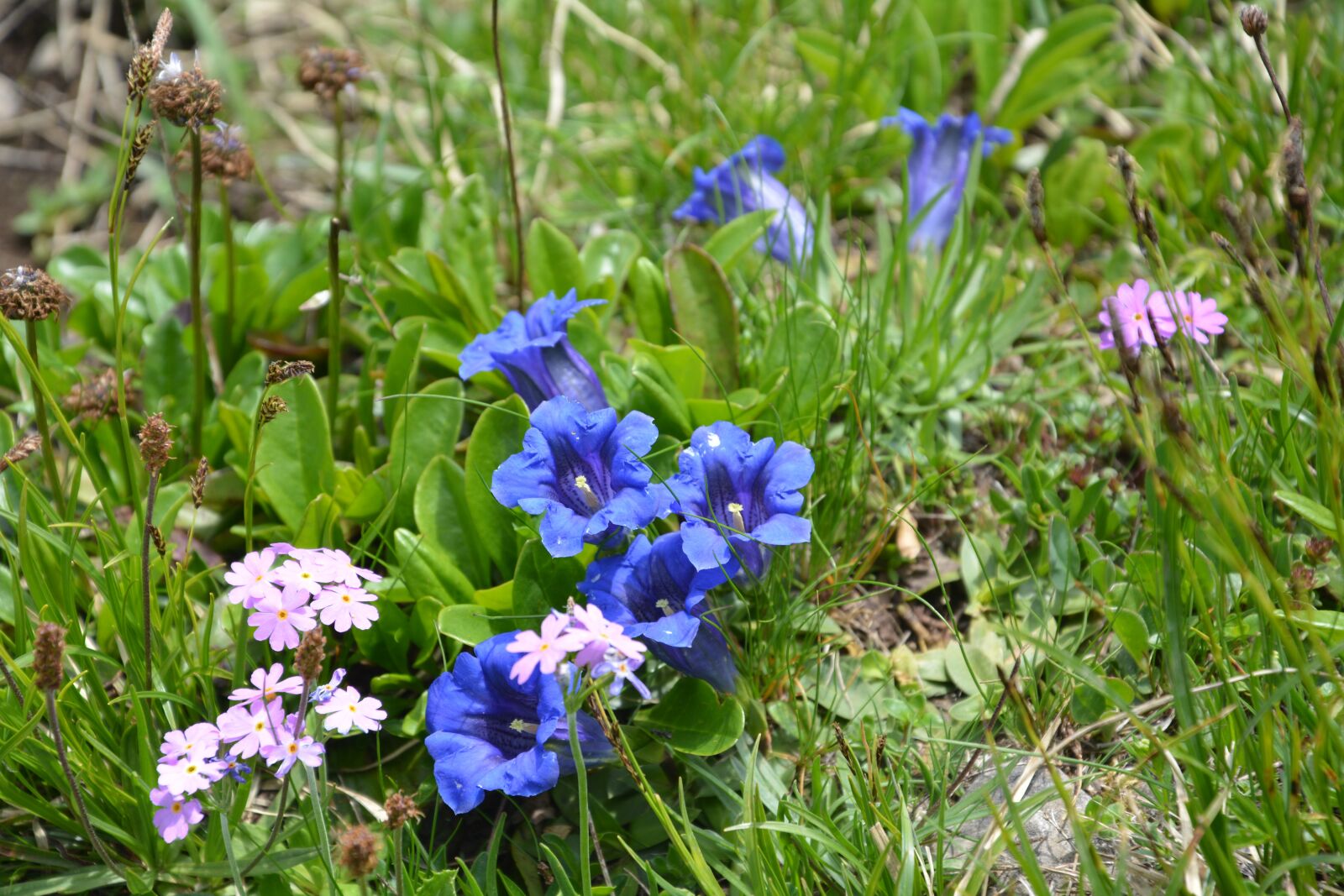 Nikon D5200 sample photo. Mountain flower, gentian plant photography