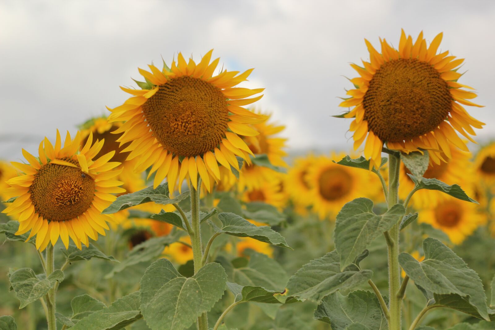 Canon EOS 550D (EOS Rebel T2i / EOS Kiss X4) sample photo. Sunflowers, flowers, nature photography