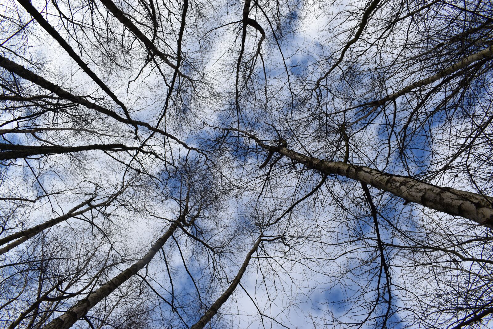 Nikon D3500 sample photo. Trees, sky, landscape photography