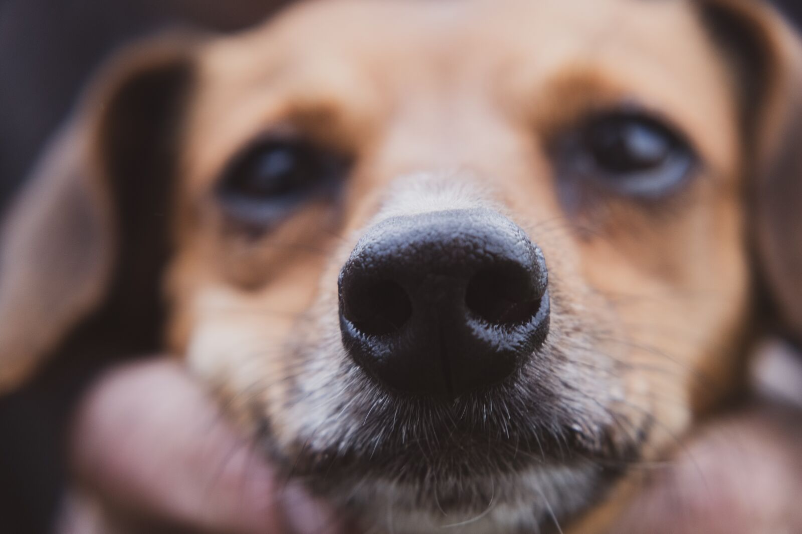 Fujifilm X-T3 sample photo. Dog, dachshund, macro photography