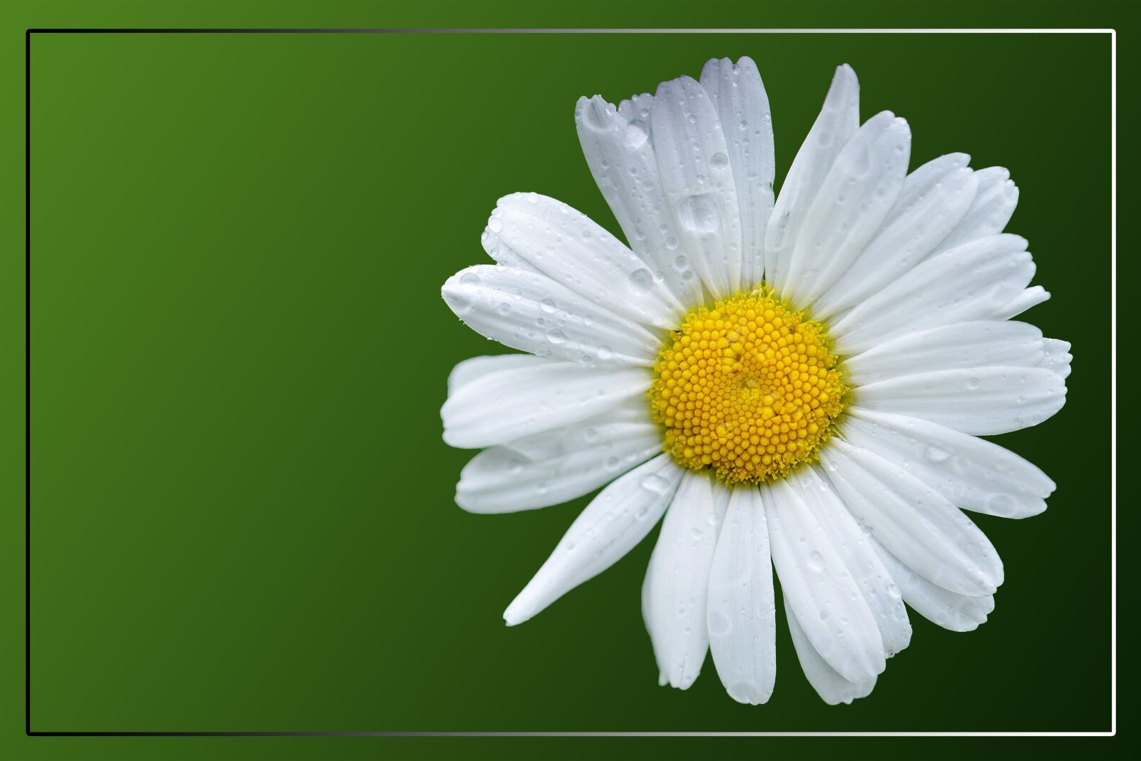 Nikon D7000 sample photo. Magerite, daisy, blossom photography
