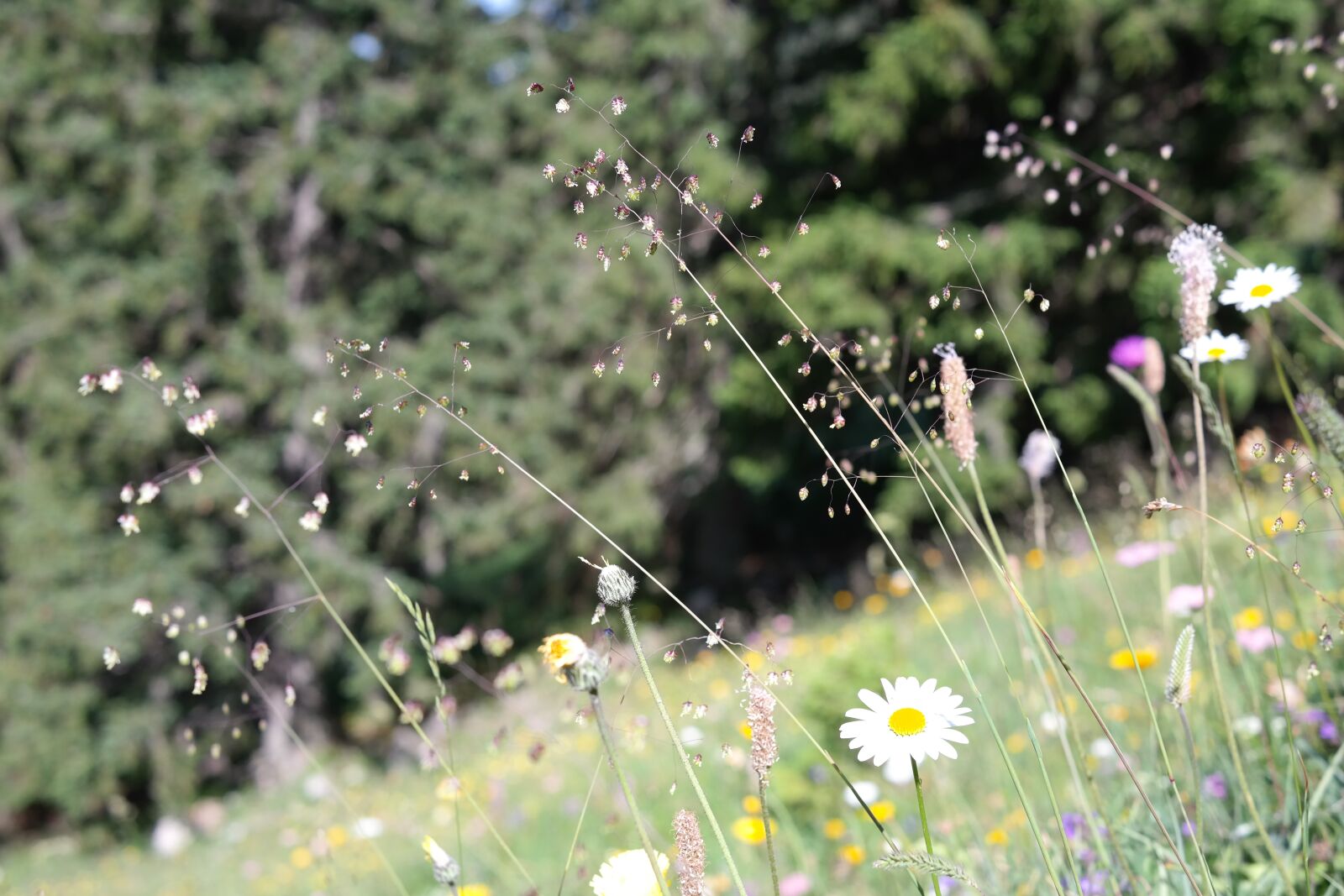 Samsung NX300 sample photo. Quaking grass, briza media photography