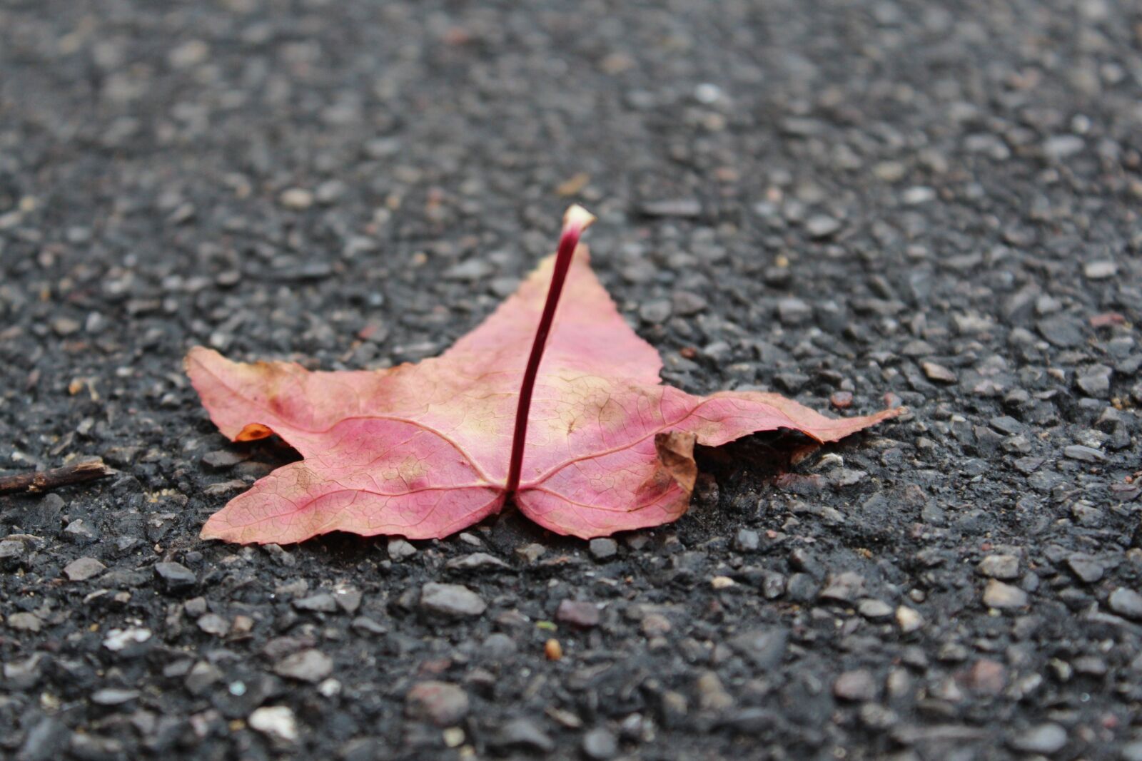 Canon EOS 650D (EOS Rebel T4i / EOS Kiss X6i) + Canon EF-S 18-55mm F3.5-5.6 III sample photo. Leaf, nature, ground photography