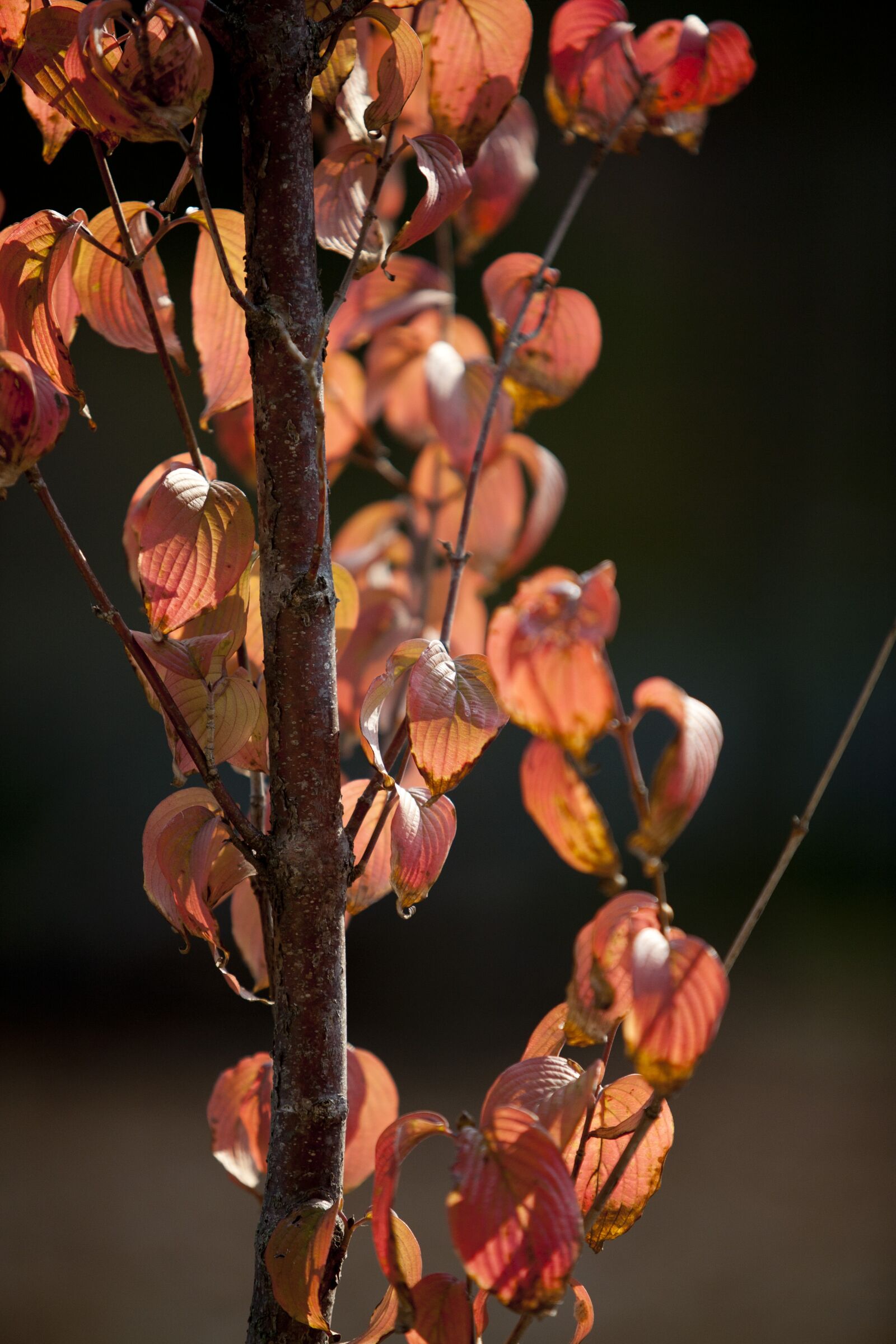 Canon EOS 5D sample photo. Autumn leaves, autumn, leaves photography