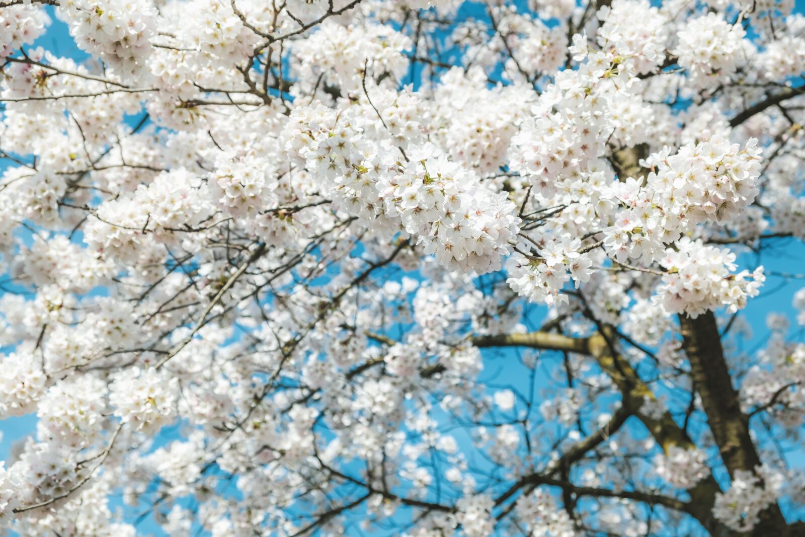 Fujifilm X-T30 sample photo. Blossom, cherry blossom, spring photography
