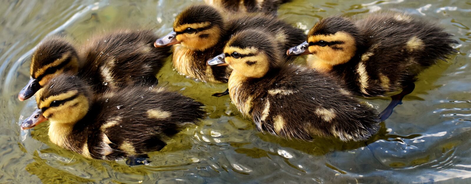 Nikon D7200 sample photo. Mallard, chicks, baby photography