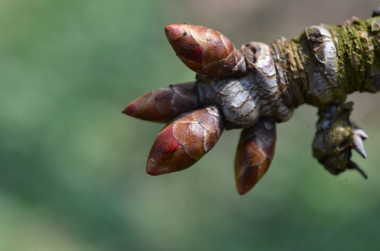 Nikon D7000 sample photo. Bud, tree, spring photography