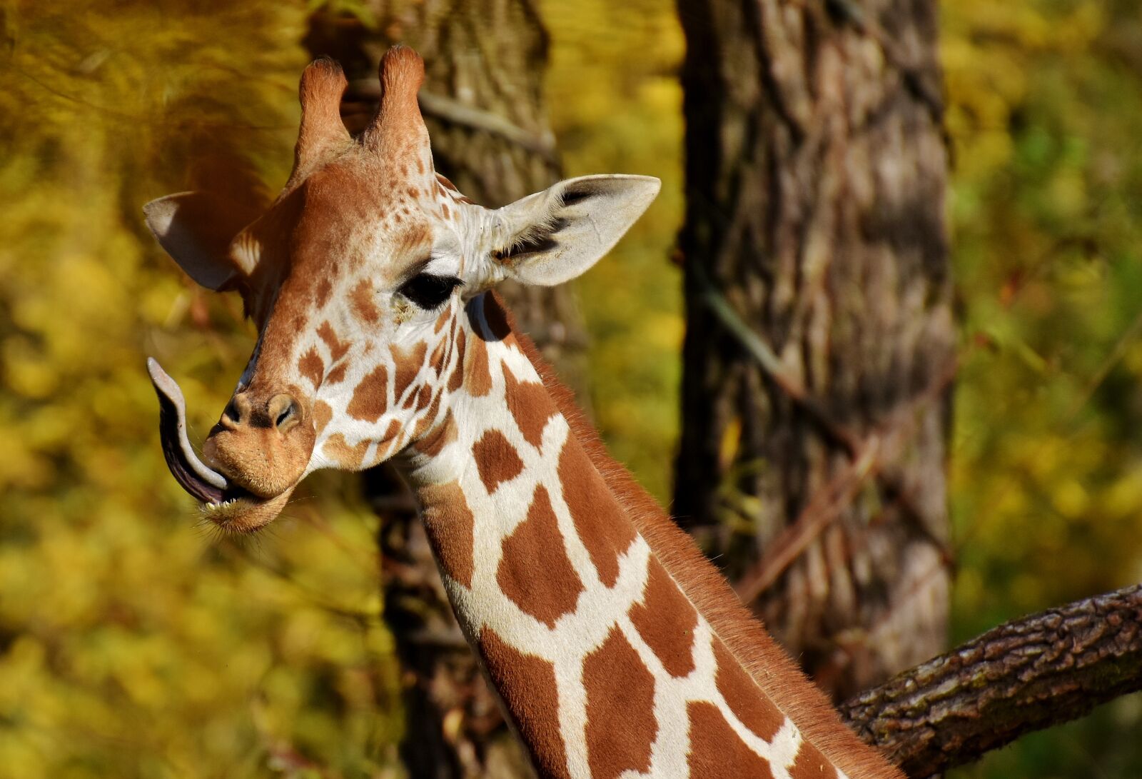 Nikon D7200 sample photo. Giraffe, zoo, animal photography