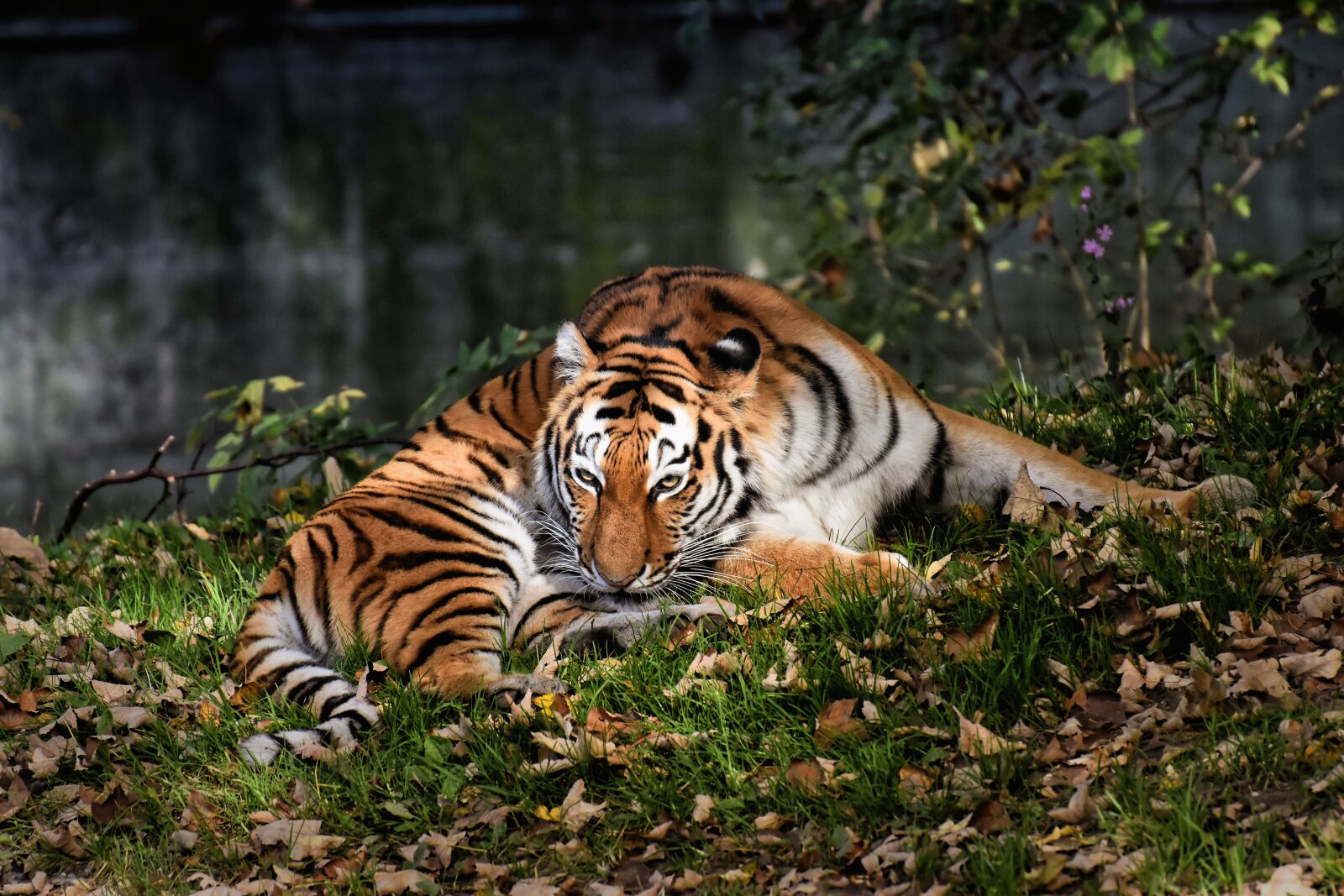 Nikon D7200 sample photo. Tiger, big cat, predator photography