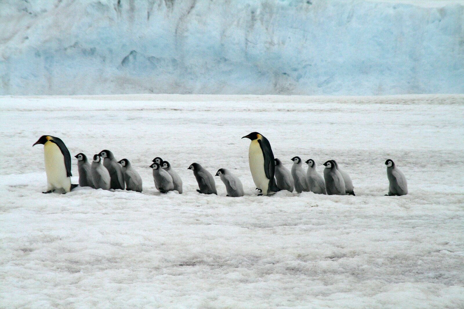 Canon EOS 350D (EOS Digital Rebel XT / EOS Kiss Digital N) sample photo. Emperor penguins, antarctica, wildlife photography