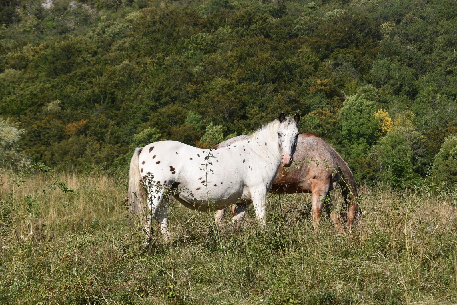 Nikon D5600 sample photo. Horse, horses, equines photography