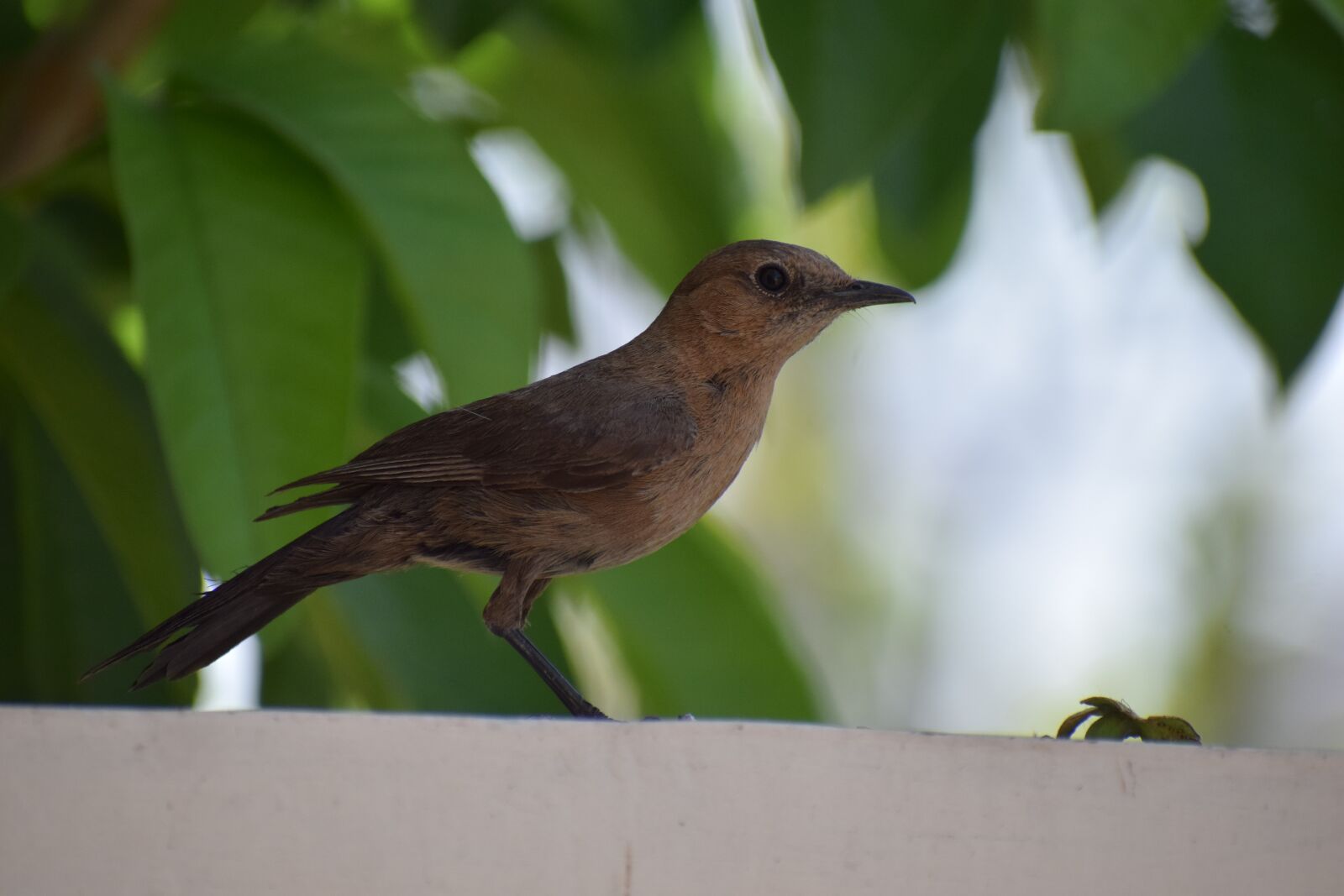 Nikon D3300 sample photo. Bird, nature, spring photography
