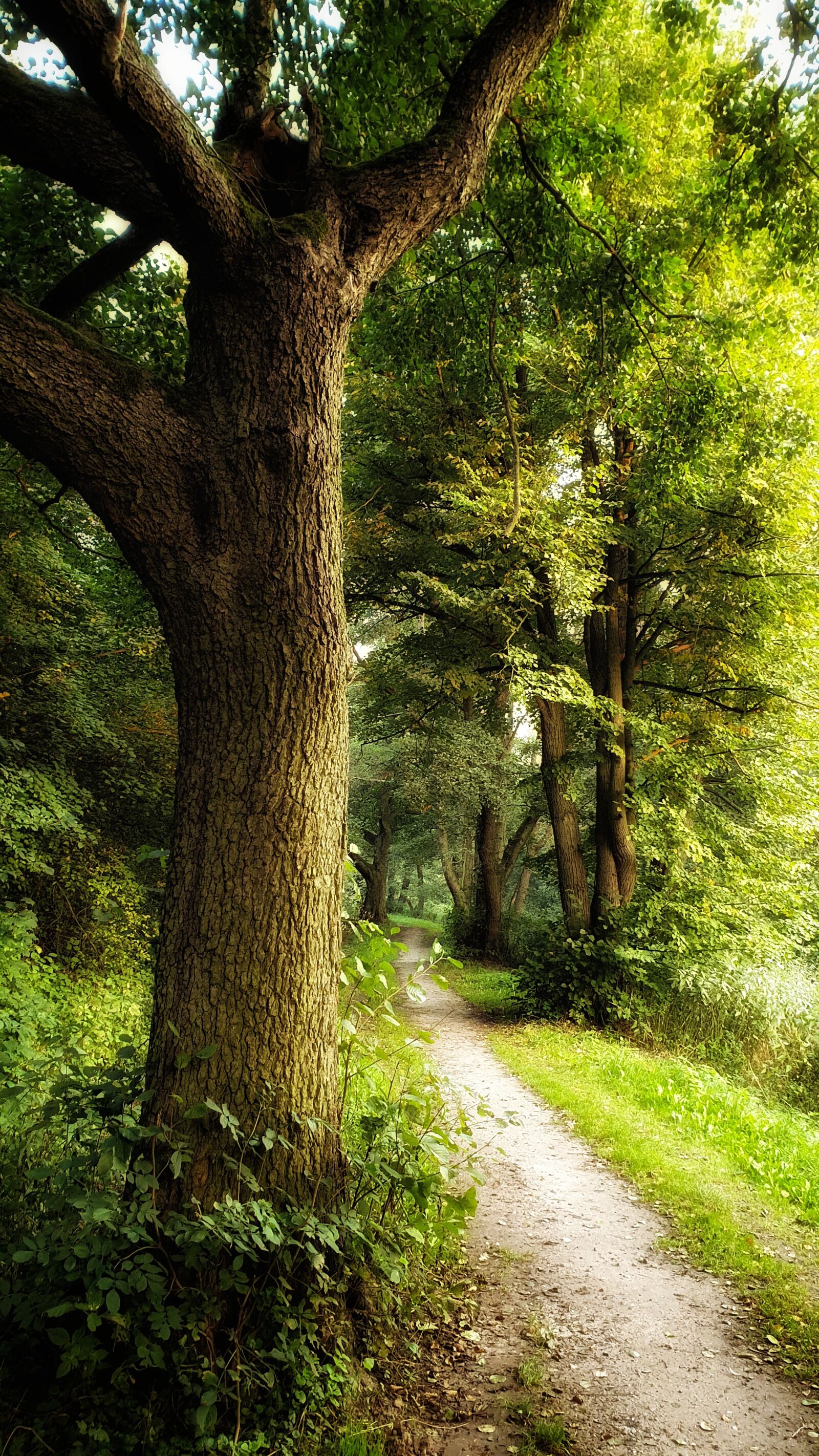 Samsung SM-G965F sample photo. The path, climate, september photography