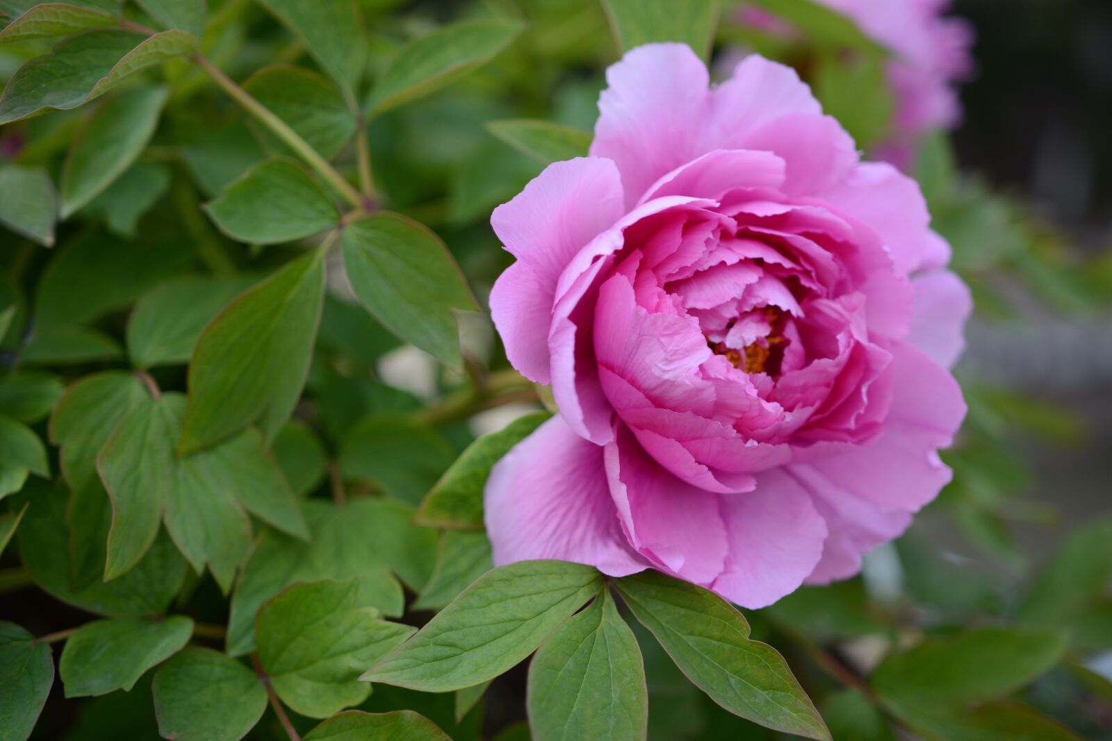 Nikon D7100 sample photo. Flower, the scenery, plant photography
