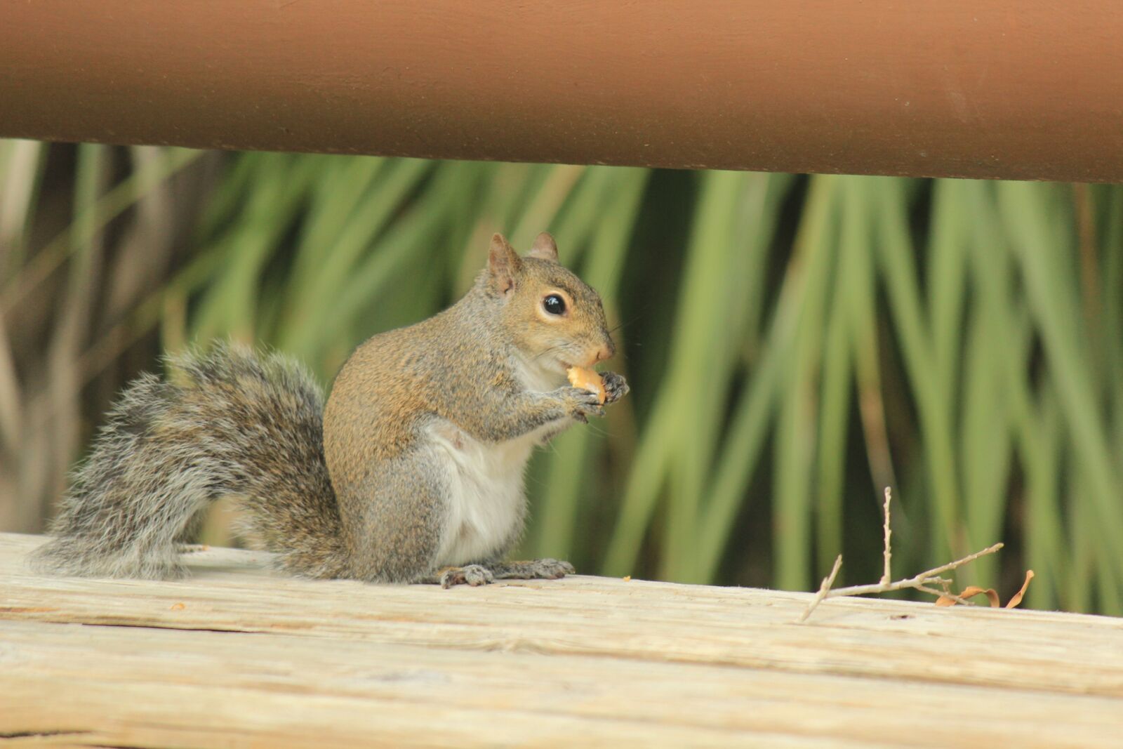 Canon EOS 600D (Rebel EOS T3i / EOS Kiss X5) + Canon EF-S 55-250mm F4-5.6 IS sample photo. Nature, animalia, small photography