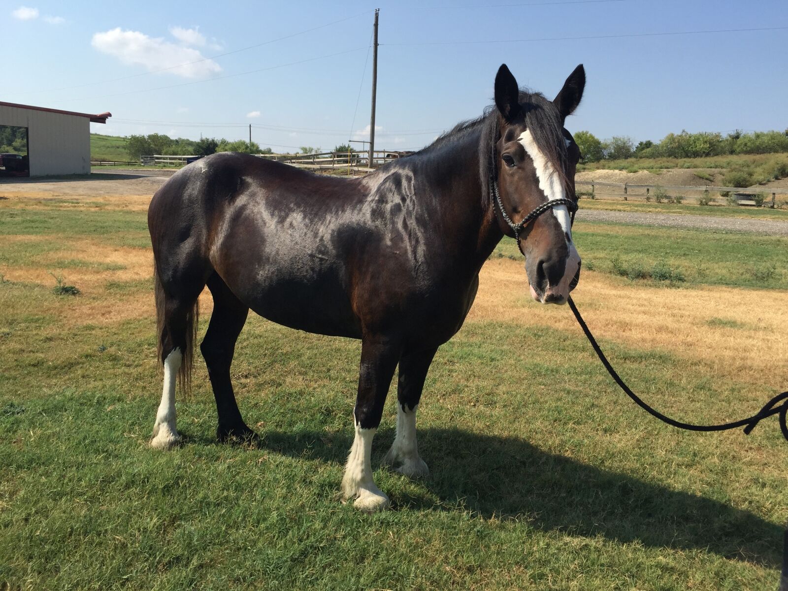 iPhone 6 Plus back camera 4.15mm f/2.2 sample photo. Horse, clydesdale, equestrian photography