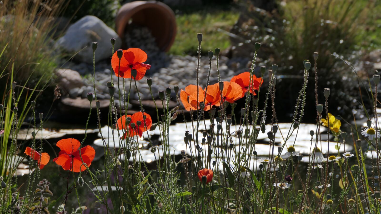 Panasonic Lumix DMC-FZ2500 (Lumix DMC-FZ2000) sample photo. Mare, poppies, water photography