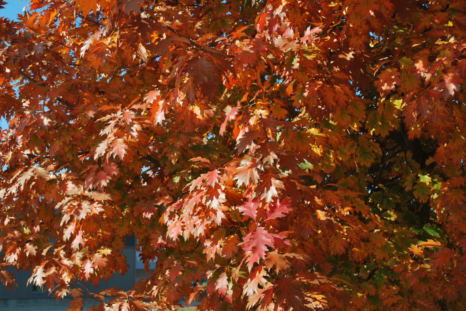 Nikon D60 sample photo. Fall, fall colors, fall photography