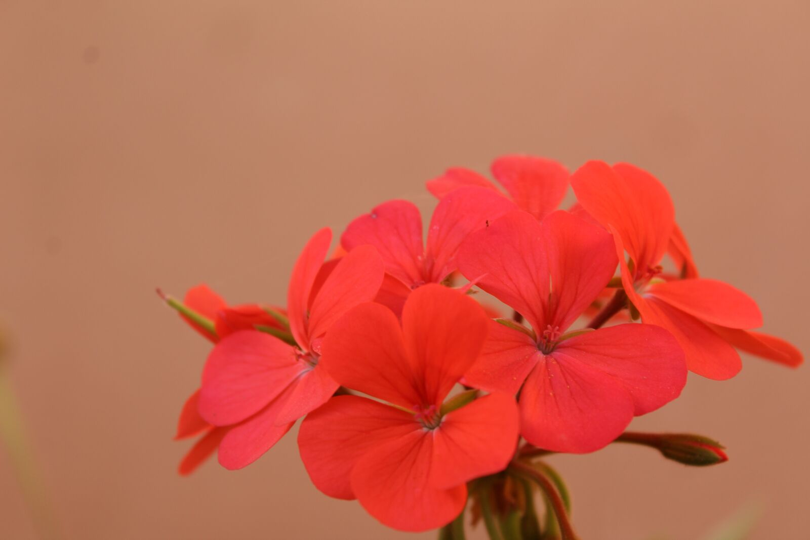 Canon EOS 1300D (EOS Rebel T6 / EOS Kiss X80) sample photo. Flower, nature, summer photography