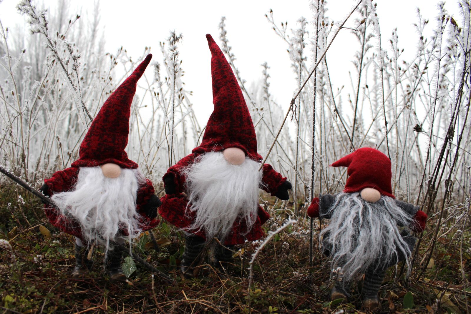Canon EOS 600D (Rebel EOS T3i / EOS Kiss X5) sample photo. Imp, santa claus, dwarf photography