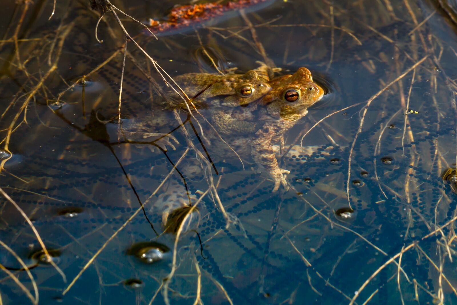 Canon EOS 7D sample photo. Frog, spawn, pairing photography