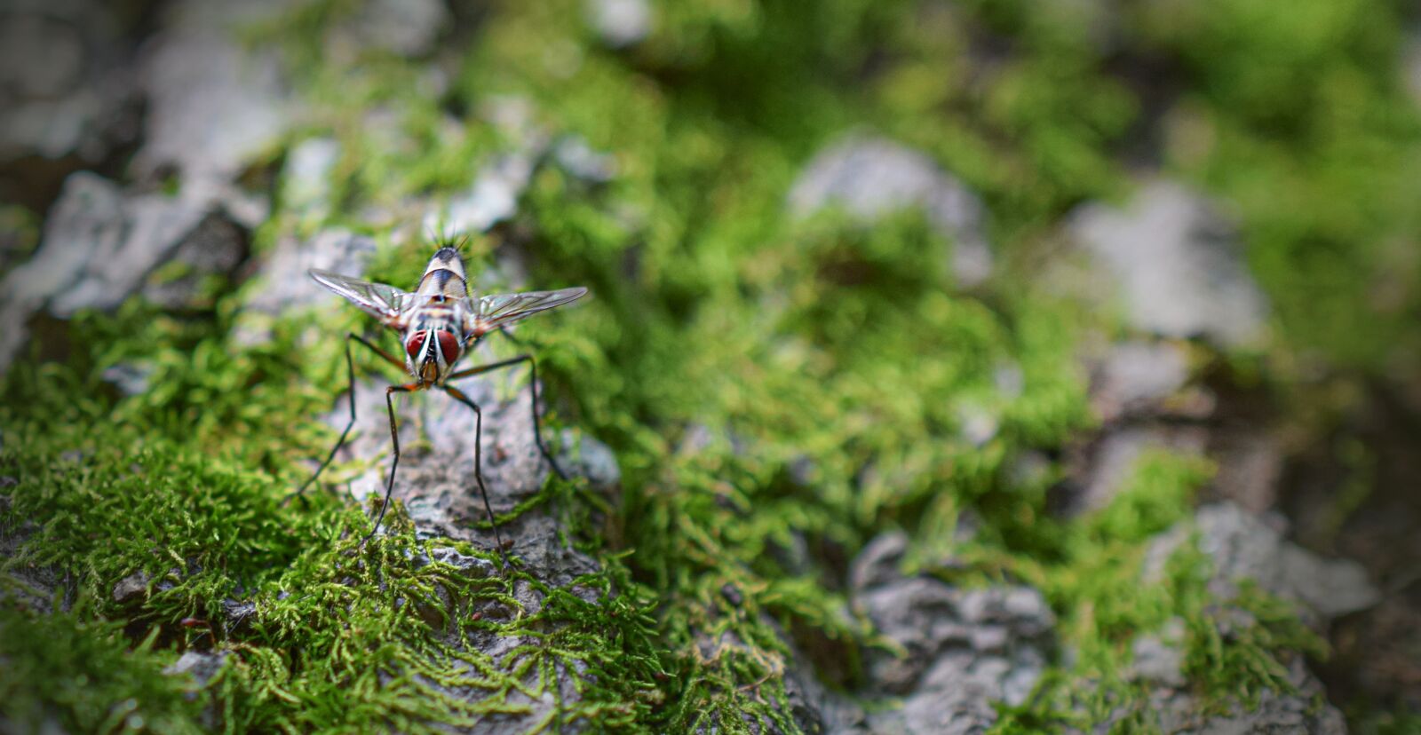 Nikon D5300 sample photo. Fly, insect, nature photography