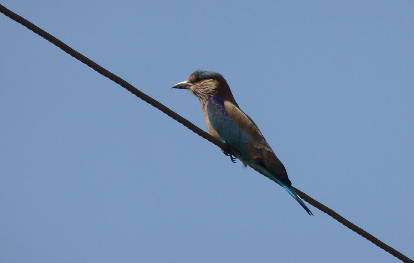 Sony Cyber-shot DSC-HX90V sample photo. Bird, roller, indian roller photography