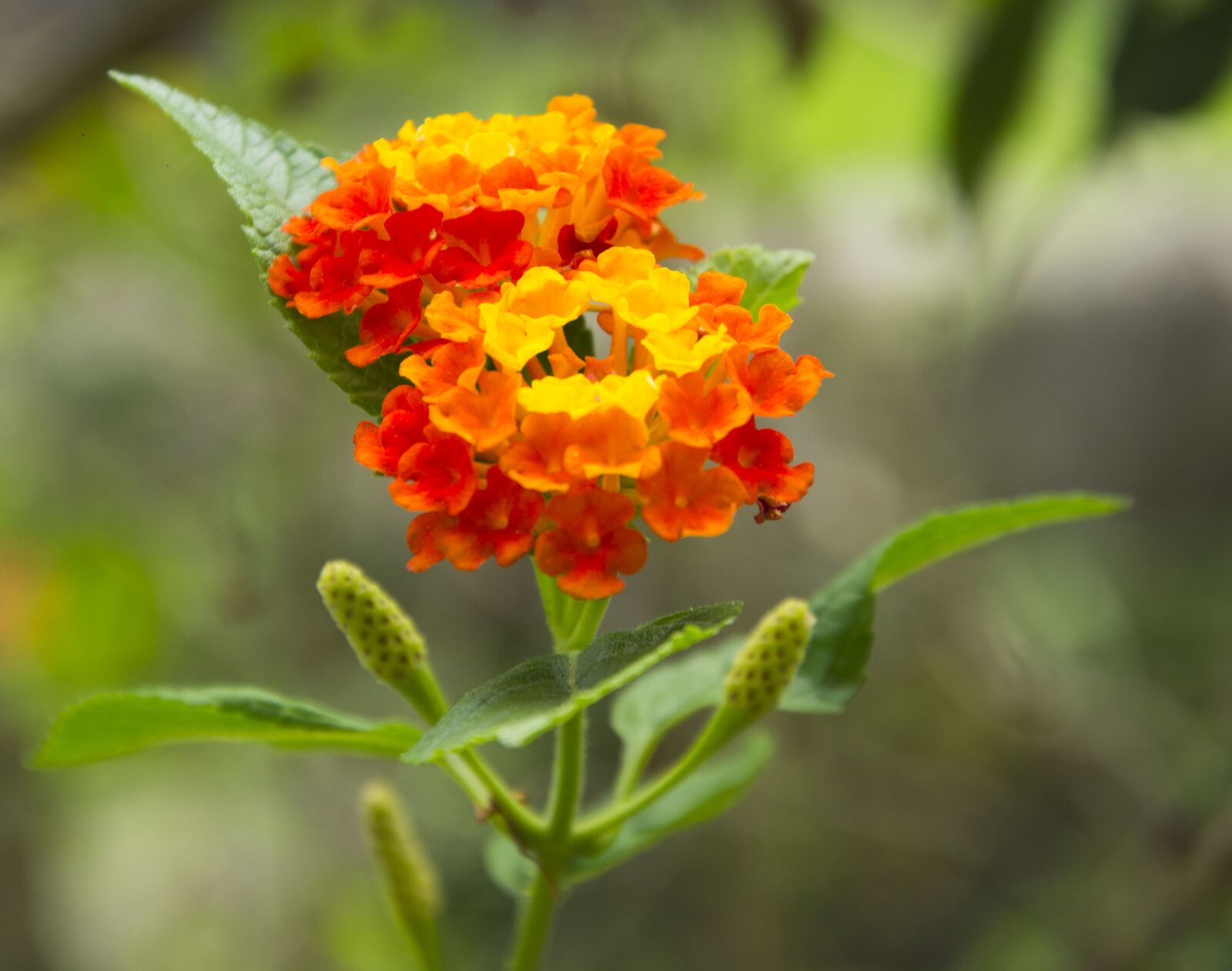 Nikon D7100 sample photo. Flower, red, gold photography
