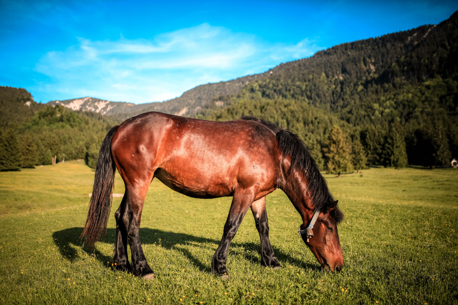 Sigma 35mm F1.4 DG HSM Art sample photo. Agriculture, animal, close, up photography