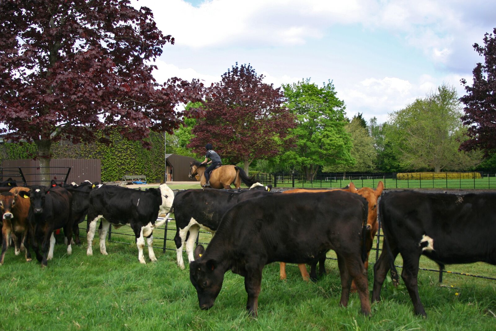 Canon EOS 350D (EOS Digital Rebel XT / EOS Kiss Digital N) sample photo. Cow, eating, livestock photography