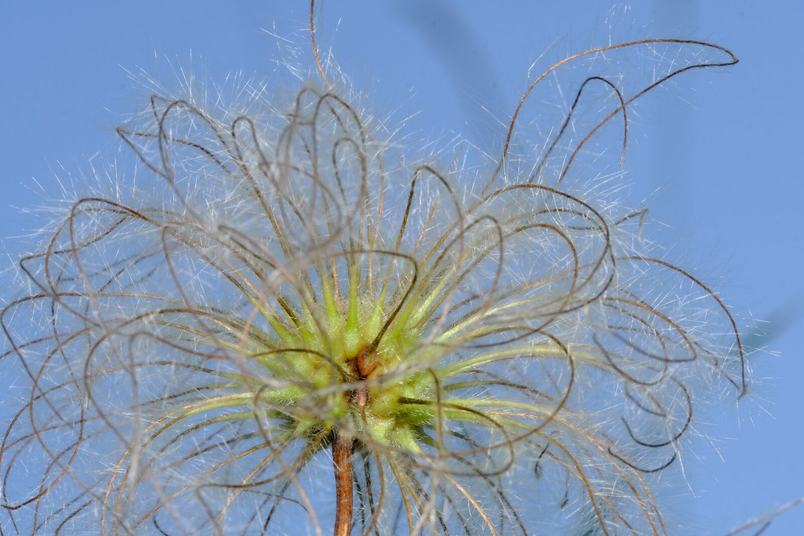Fujifilm X-T2 sample photo. Clematis, ranunculaceae, ornamental plant photography