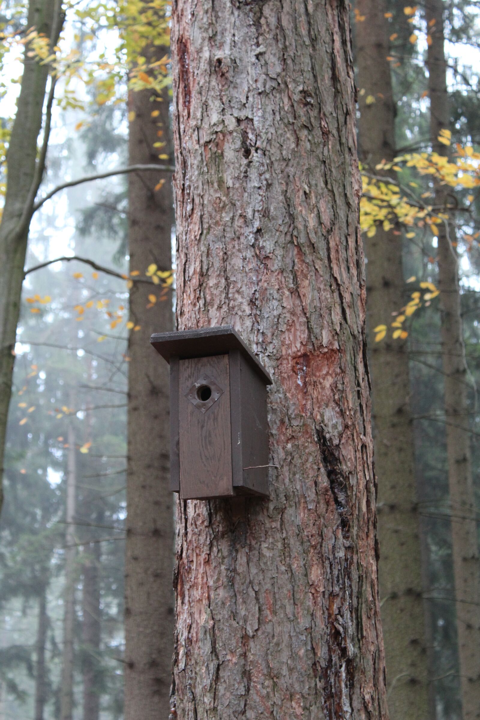 Canon EOS 1300D (EOS Rebel T6 / EOS Kiss X80) sample photo. Autumn, tree, forest photography