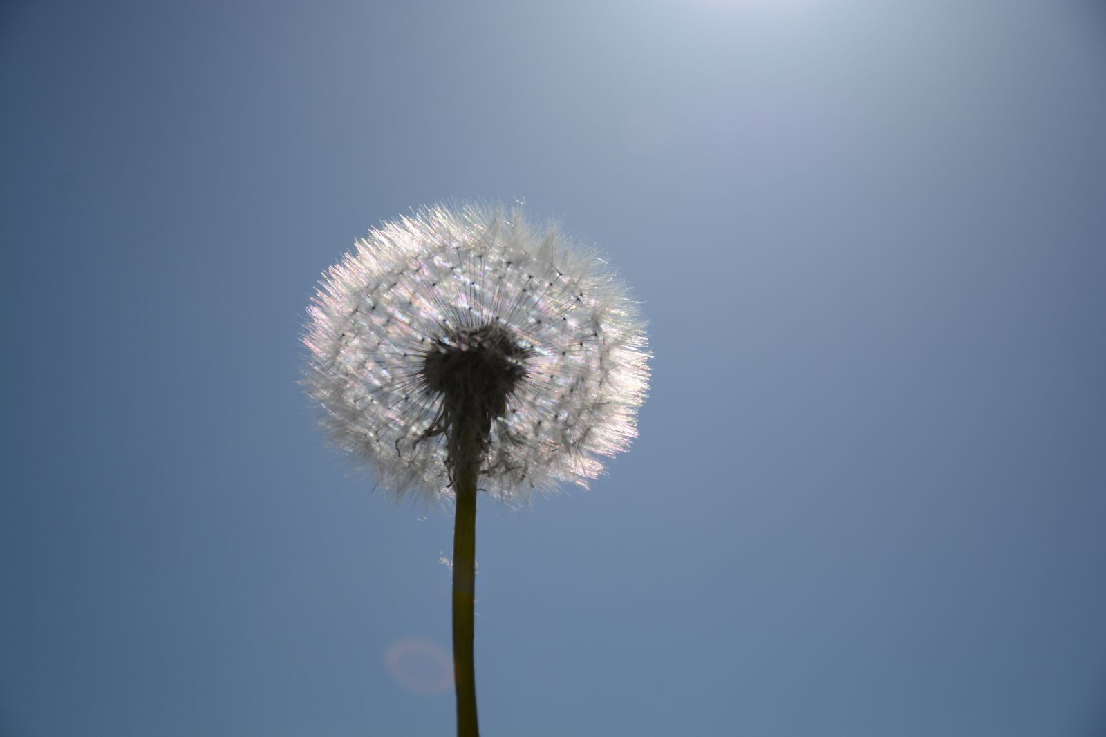 Nikon D7100 sample photo. Dandelion, white, macro photography