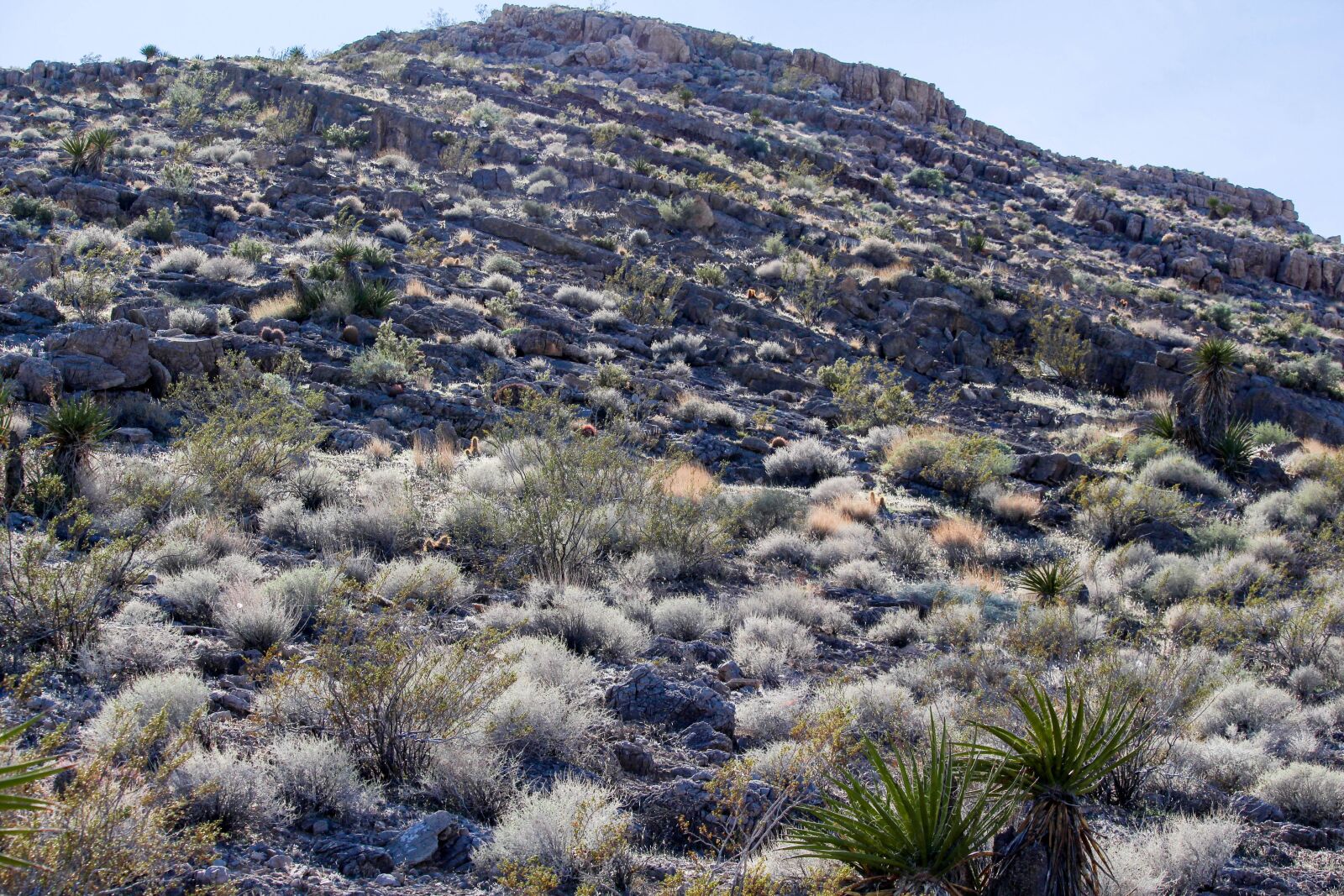 Canon EOS 700D (EOS Rebel T5i / EOS Kiss X7i) sample photo. Nature, landscape, outdoors photography