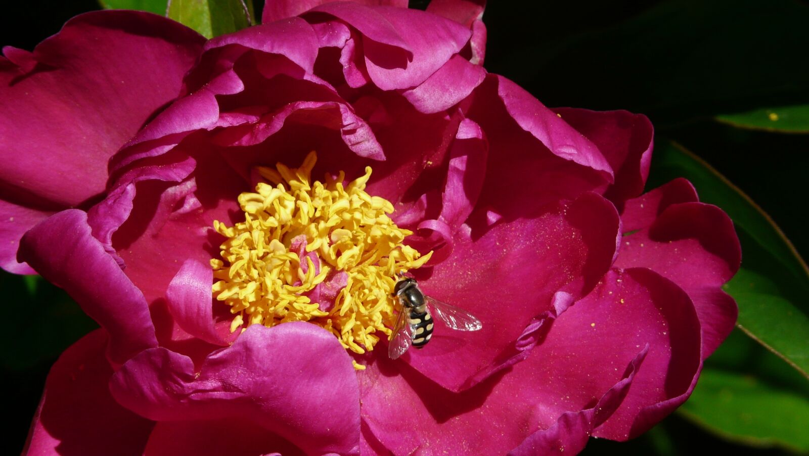 Panasonic DMC-FZ18 sample photo. Peony, honey, red photography