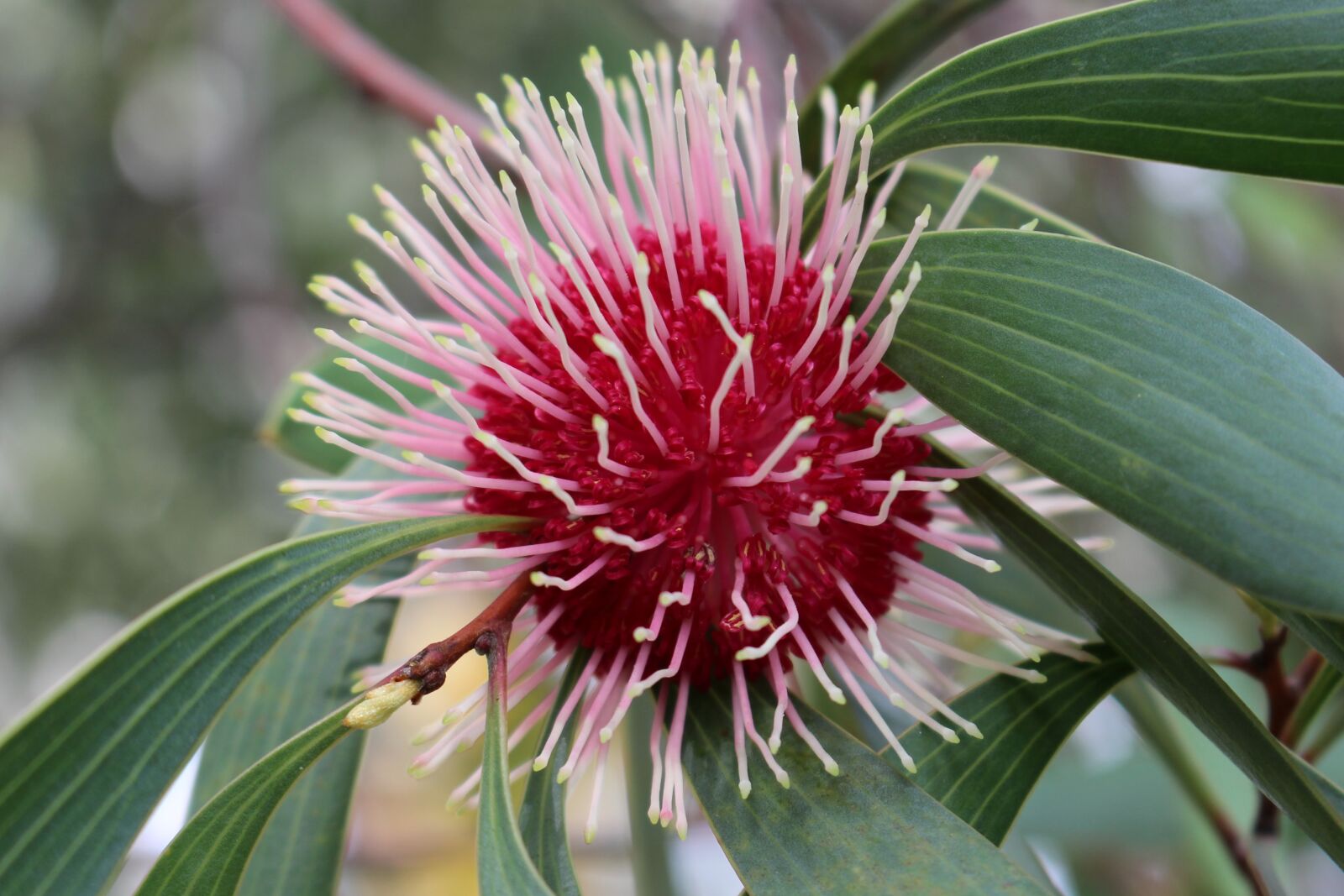 Canon EOS 700D (EOS Rebel T5i / EOS Kiss X7i) sample photo. Pin-cushion hakea, flower, spherical photography