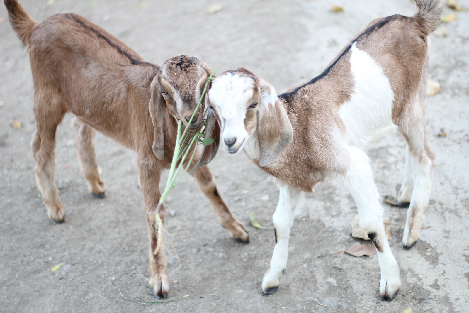 Canon EOS 60D + Canon EF 50mm F1.8 STM sample photo. 2, goat, kids photography