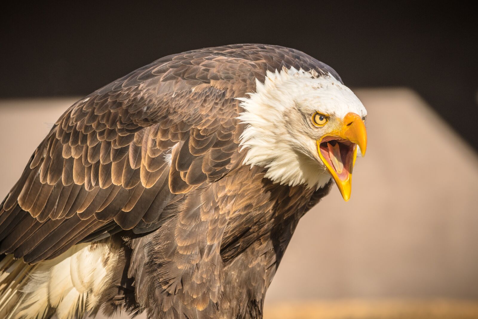 Nikon D7500 sample photo. Wildlife park, cleebronn, stromberg photography