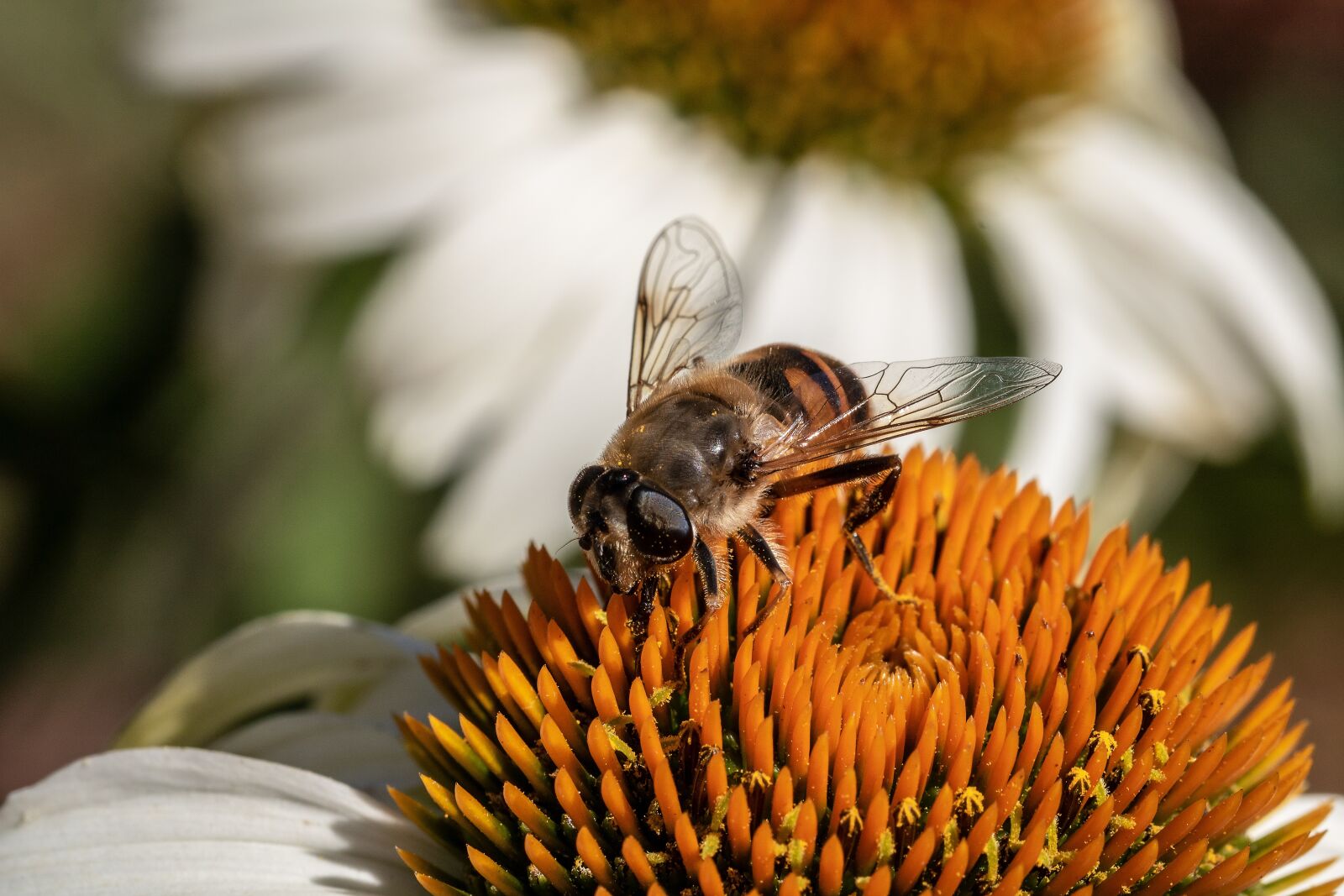Canon EOS 750D (EOS Rebel T6i / EOS Kiss X8i) sample photo. Mist bee, mud bee photography