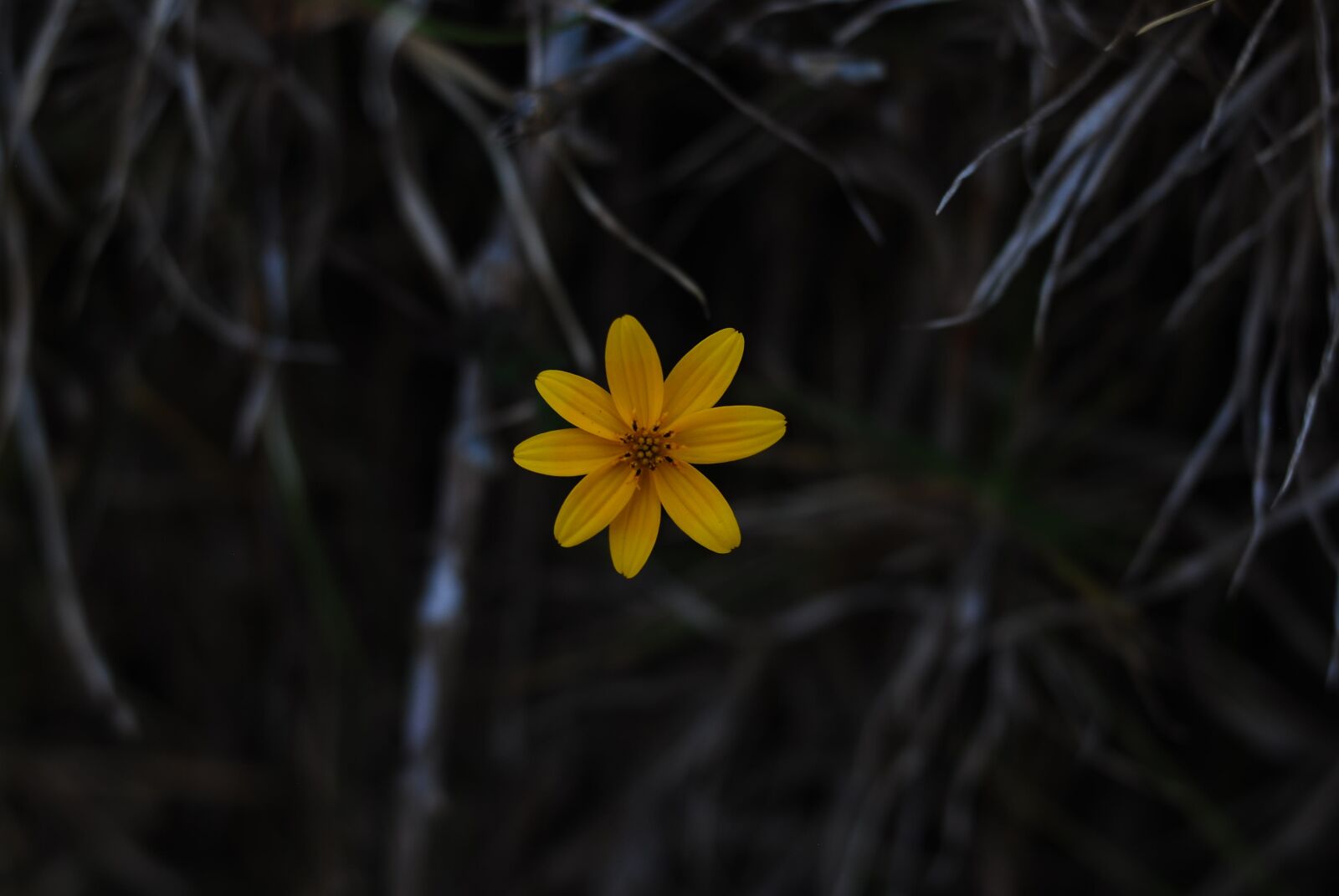 Nikon D60 sample photo. Nature, flower, plant photography