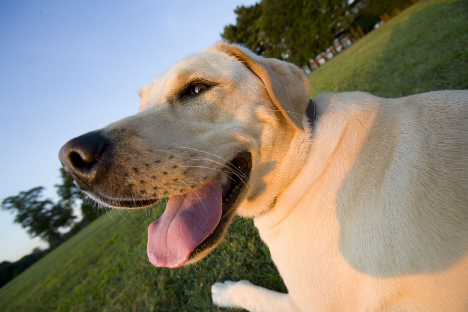 Canon EOS 5D sample photo. Family, pet, dog photography
