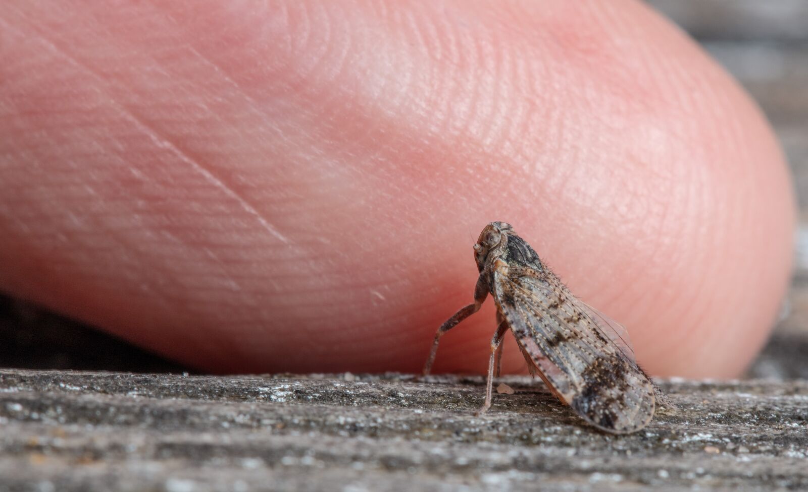 Canon EOS 5DS sample photo. Macro, insect, thumb photography
