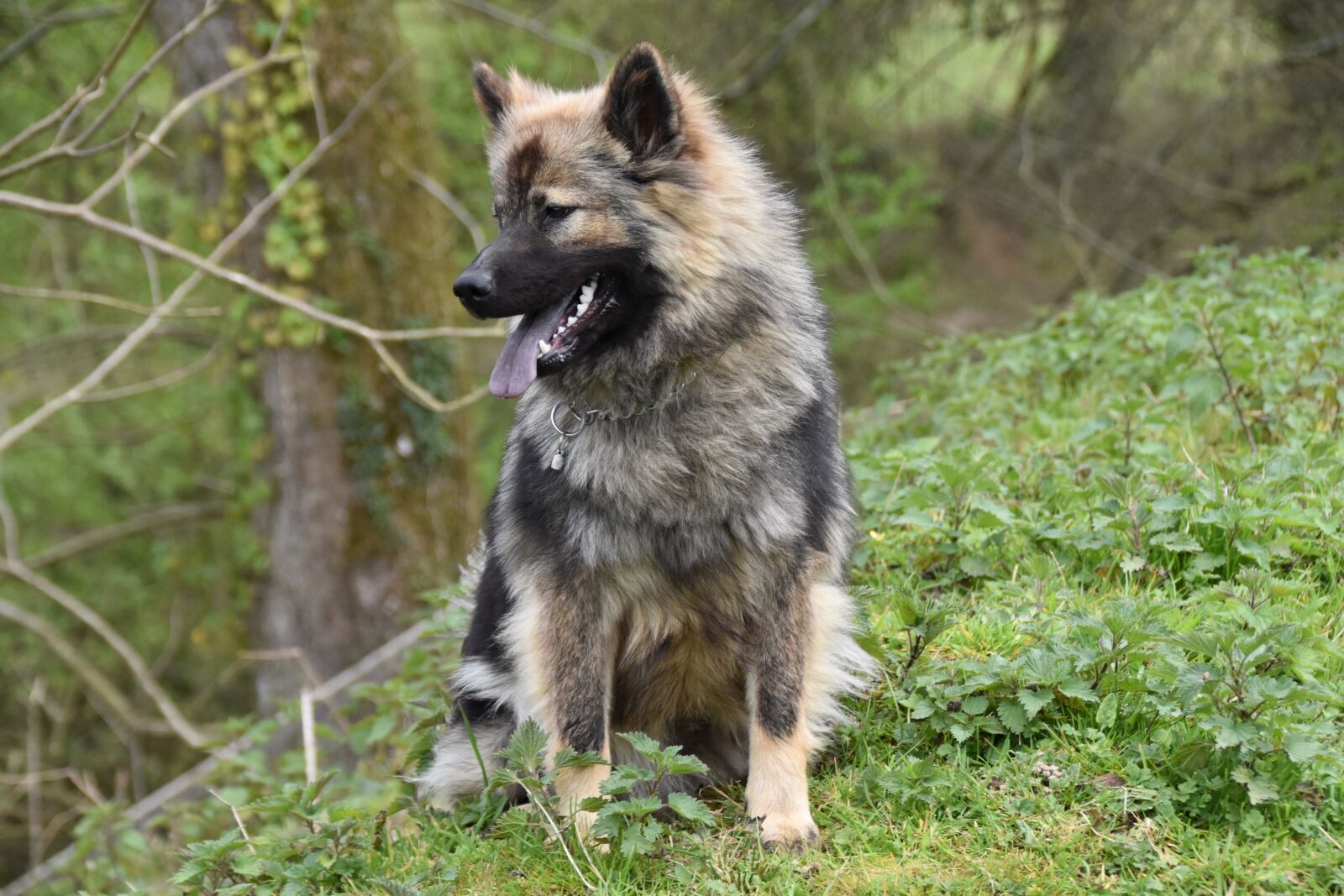 Nikon D5600 sample photo. Dog, dog sitting, dog photography