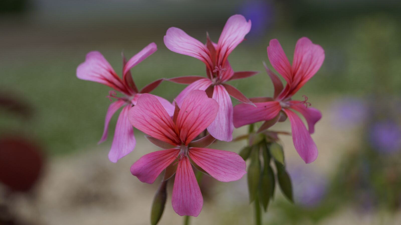 Sony DT 18-55mm F3.5-5.6 SAM II sample photo. Flower, pink, nature photography