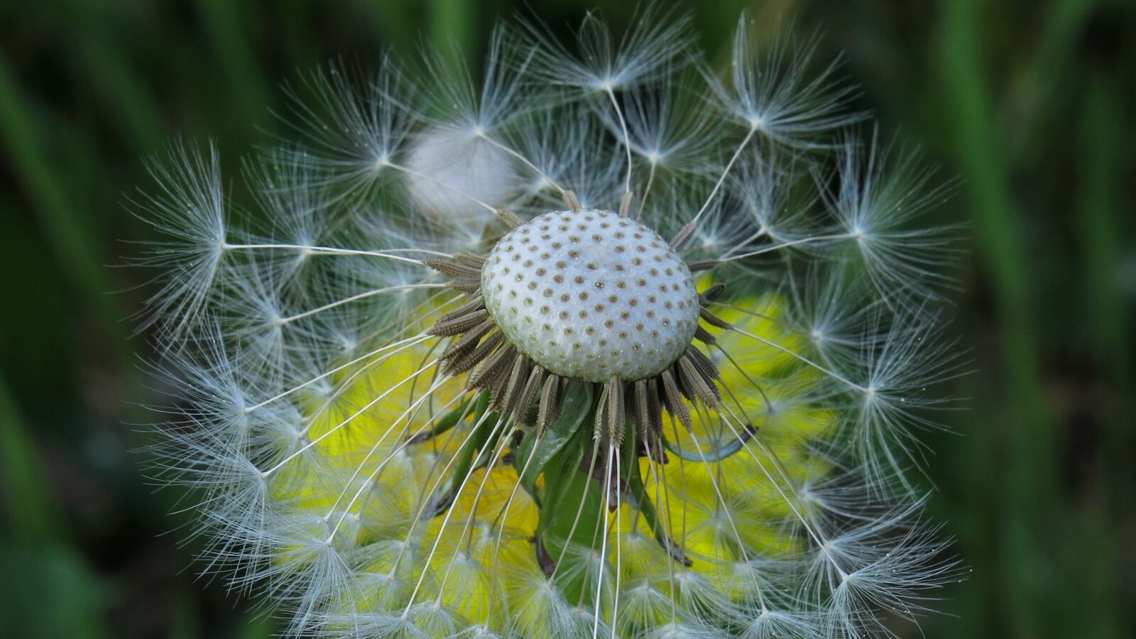 Canon PowerShot G15 sample photo. Dandelion, spring, seeds photography