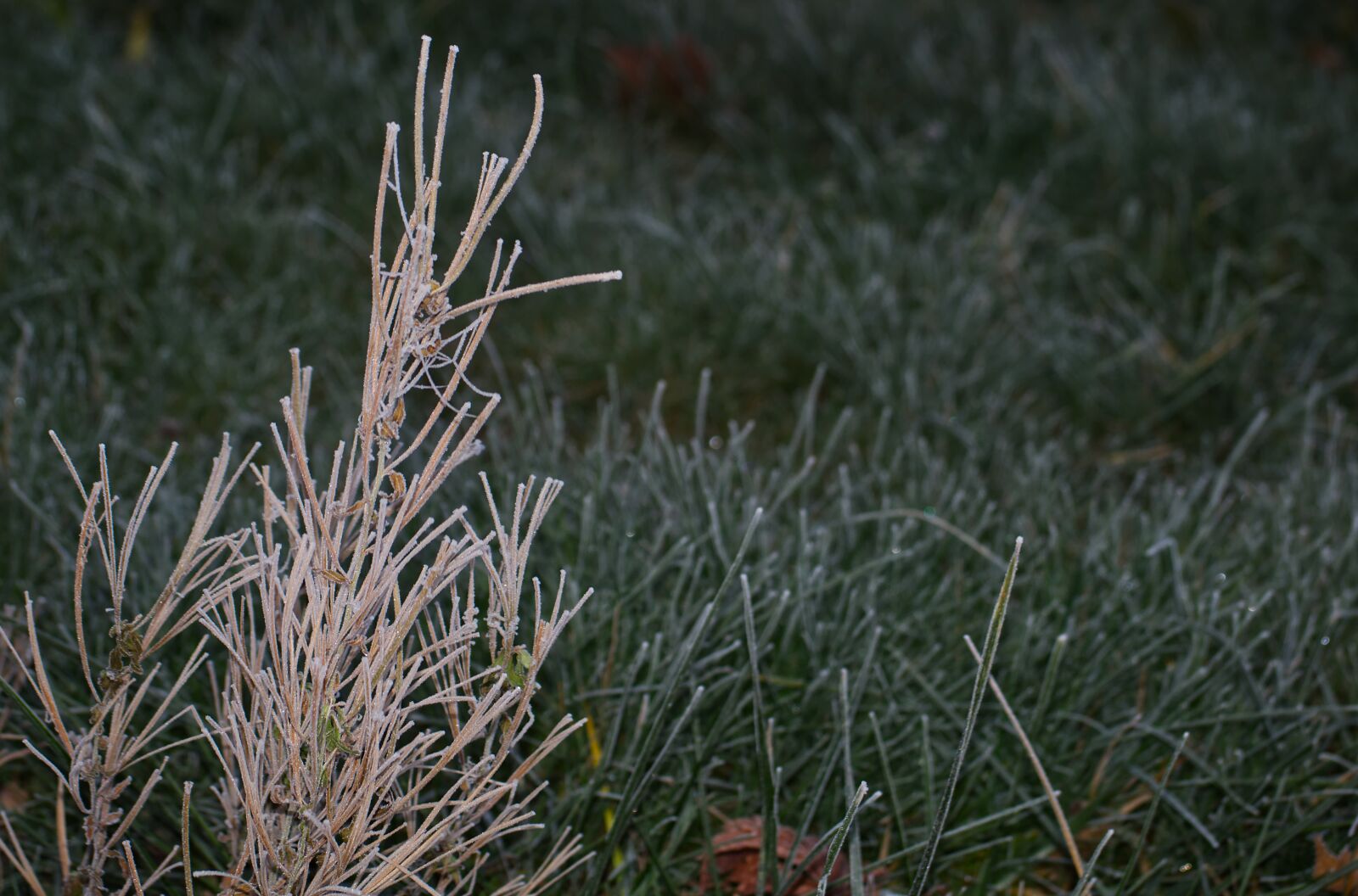 Nikon D5500 sample photo. Plant, winter, ice photography
