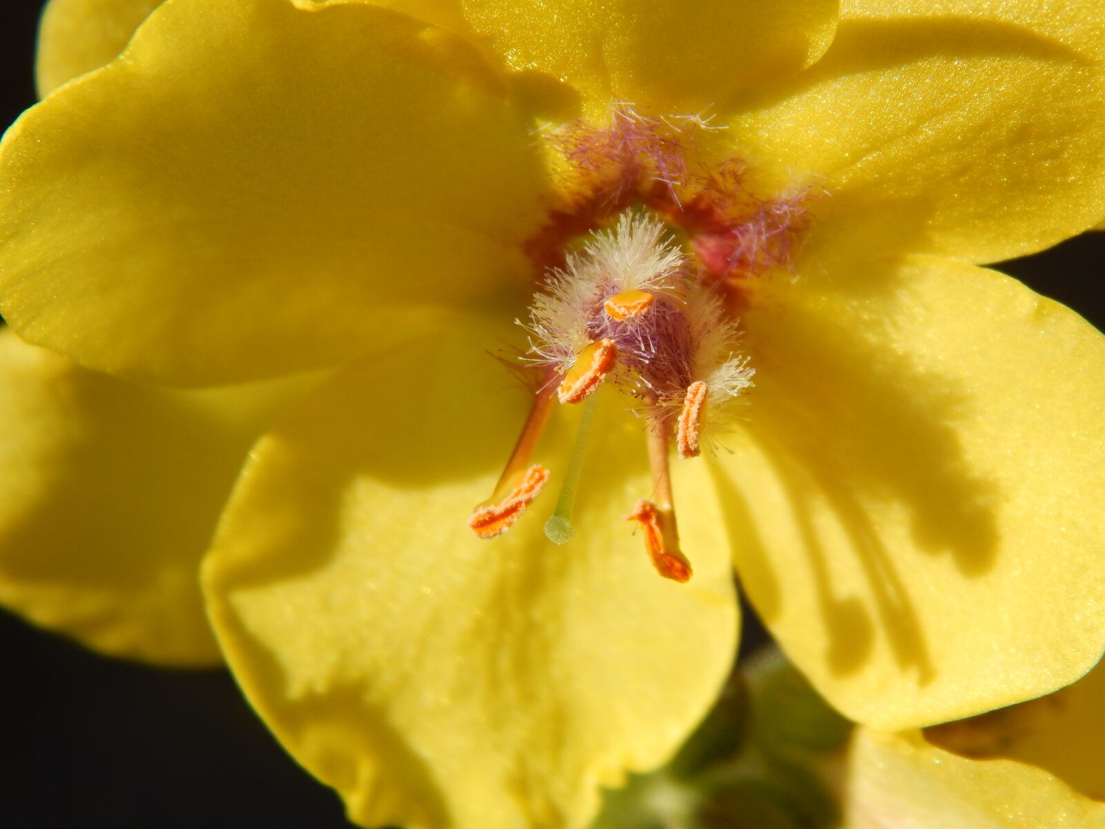 Nikon Coolpix L820 sample photo. Flower, yellow, yellow flower photography